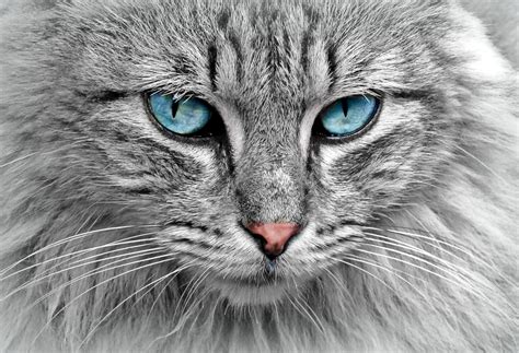 100,000+ Free Cat Face & Cat Images .